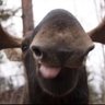 Moose 的头像