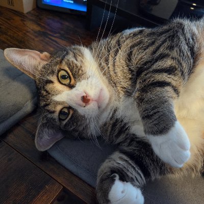 Irwinator's profile picture