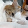 もも's profile picture