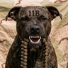 INFIDEL 🇺🇸's profile picture