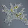 amoeba-proteus's profile picture