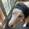 Boofis's profile picture