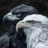 مهدی حق شناس's profile picture