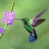 Hummingbird ☕️ 🏀's profile picture