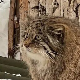 Mooni (Manul phase)'s profile picture