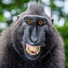 Chango Mty's profile picture
