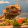 Twax Lizard 的头像