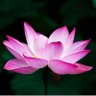花开富贵 profil fotoğrafı