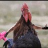 Rakchham's profile picture