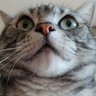 コミー 的头像