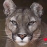 Puma Concolor 的头像