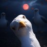 A Majestic Seagull's profile picture