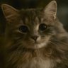 Фото профиля InvestmentCat
