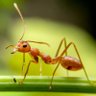 Profilbild von ANT7262