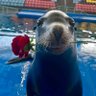 zambul sea lion🦭 profil fotoğrafı