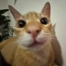 sue 🦐's profile picture