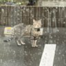 手袋's profile picture