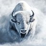 WhiteBison's profile picture