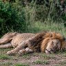 Dhanush 🦁🐂 profil fotoğrafı