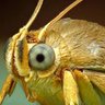 Фото профиля moth
