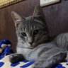 Raz Martin profil fotoğrafı