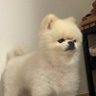 킹복돌's profile picture