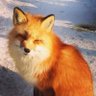 Фото профиля raposa em fuga 🦊