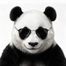 Profilbild von 旧金山帅哥