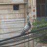 پۆلیوشکـا profil fotoğrafı