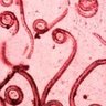 Profilbild von Unamed Tangi Virus River Monster