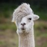 Sepia's profile picture