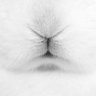 ᢉ𐭩's profile picture