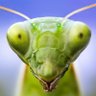 insect of the day 的头像