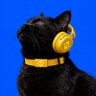 black cat 的头像