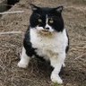 らむね's profile picture