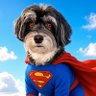 Super Jacky ⭐️ profil fotoğrafı