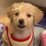 แพนแพน ૮˃֊ ˂ ა⭐️'s profile picture