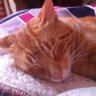 Фото профиля gato do spaço