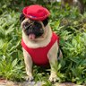 モモ発見's profile picture