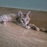 Praveen Kumar's profile picture
