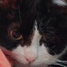 Profilbild von MeowDroid