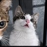 Kliseröl profil fotoğrafı