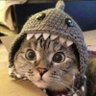 一只小猫 的头像