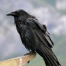 NastyRavens's profile picture