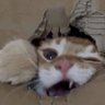 Profilbild von C.