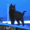 Profilbild von cat