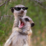 Profilbild von helpfulmeerkat