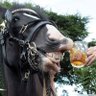 Horse Eats Beer's profile picture
