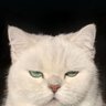 EL BILON's profile picture