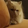 ʙʟᴜᴇ ɪʀɪs's profile picture